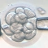 第三代试管婴儿卵裂期胚胎活检，常规ICSI受精率75%左右，囊胚活检