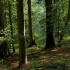 【白噪音】8小时实录森林中的环境音|助眠，学习，冥想，放松