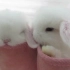 【兔兔治愈系列】垂耳小兔子爱睡觉 超萌超治愈！