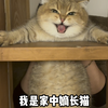 我是家中嫡长猫，在哪里都不会低猫一等