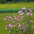空镜头视频 植物花朵格桑花 素材分享