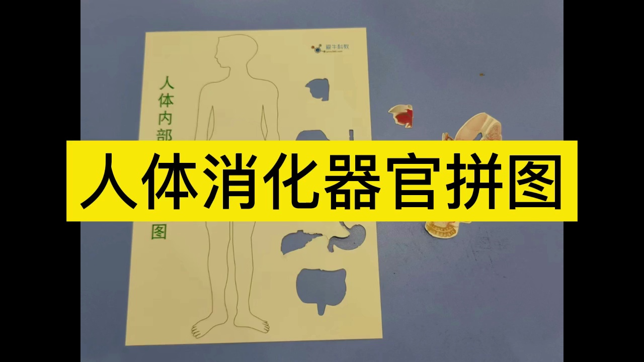 实验操作-三年级-人体消化器官拼图
