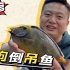 天狗倒吊鱼，又称日本吊。观赏鱼居然出现在了水族馆，那就带回去尝尝吧！