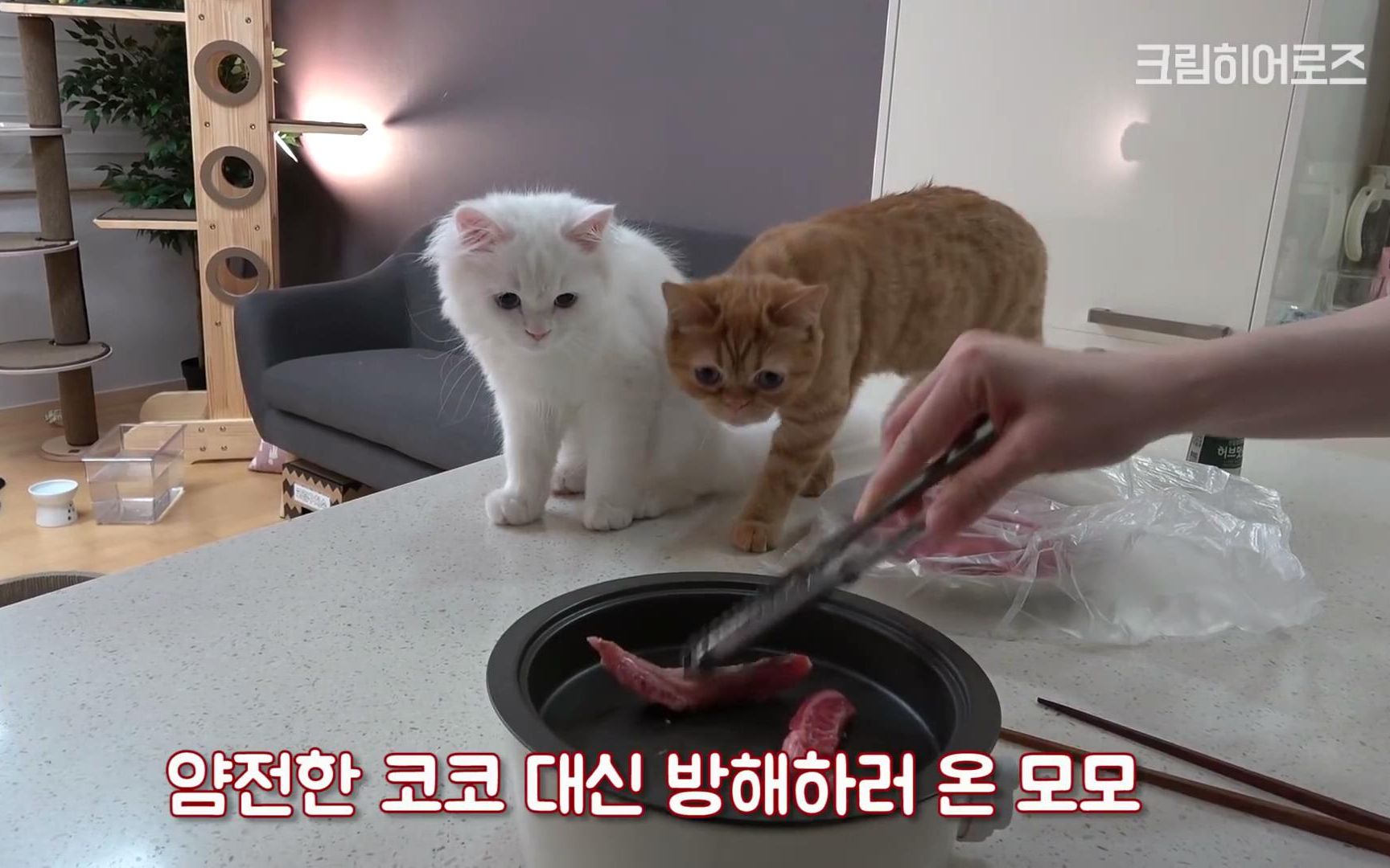 【creamheroes-7只猫和人类】和猫咪们一起做烤肉