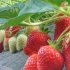 这是什么神仙草莓园！