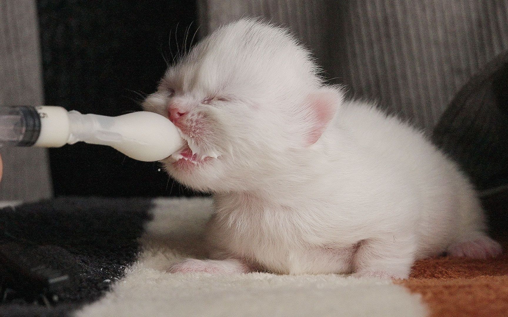 给刚出生7天的小猫喂奶是种什么体验？