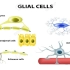 两分钟介绍神经科学系列 #75 神经胶质细胞 转载自YouTube 中英双语字幕