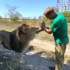 狮子“马歇尔”如何保护自己的孩子