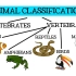 动物分类 Animal Classification