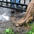 未满周岁的小鹿被困住了