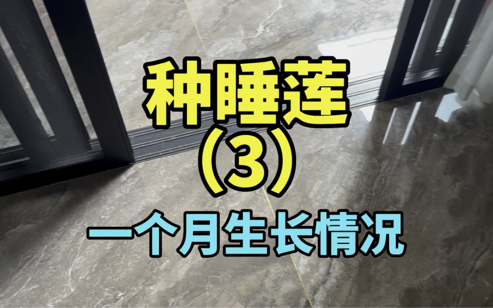 剩手抠搜花园指南之种睡莲（3）一个月生长情况更新