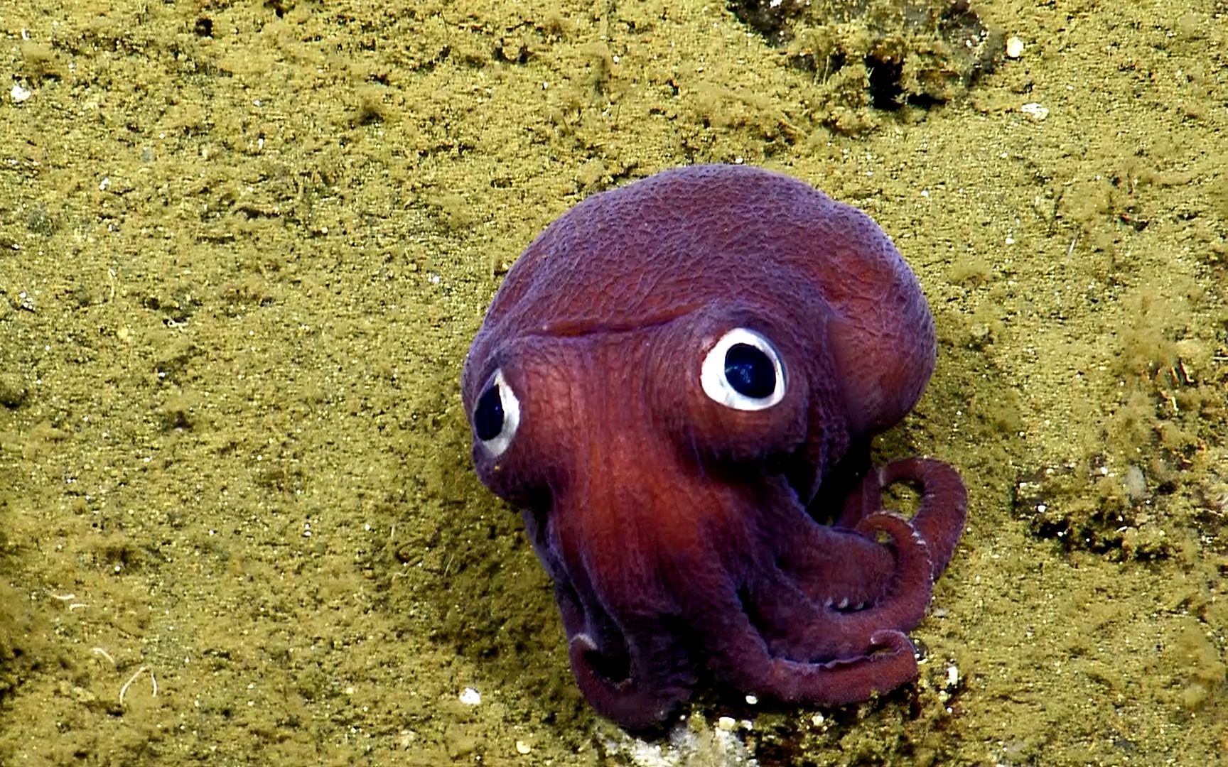 科学家在900米海底发现一只小可爱，表情十分呆滞，很像一个玩具
