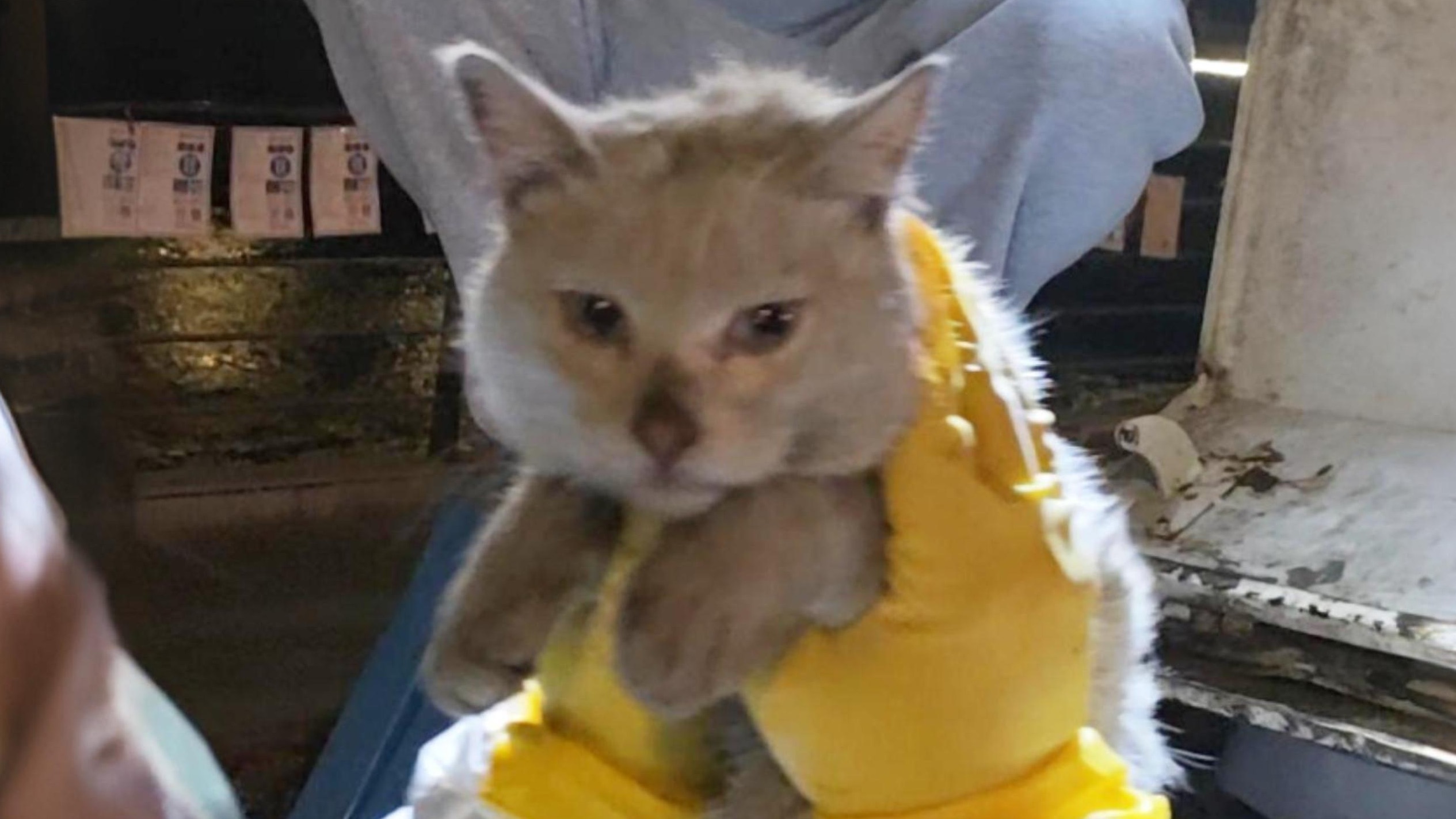 垃圾箱里被压7个小时的猫...