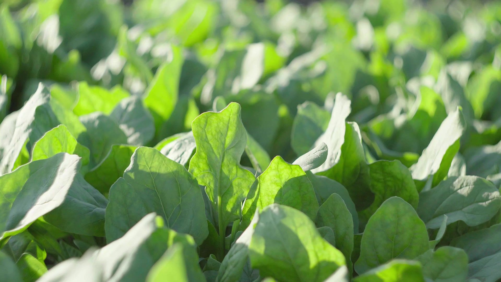 【空镜素材】油菜/菠菜