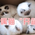 【布偶猫】团购了一批小布偶猫，“开箱验货”