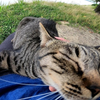 非常可爱的流浪猫，不惜一切代价奔跑