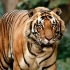 杜赫瓦保护区虎王古里加特迎头行走 当地没有一只老虎能与之竞争