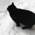 黑猫一身跃起直接跳进雪里，没想到....