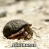 纪录片：寄居蟹为了换更好的房子，在沙滩上大打出手