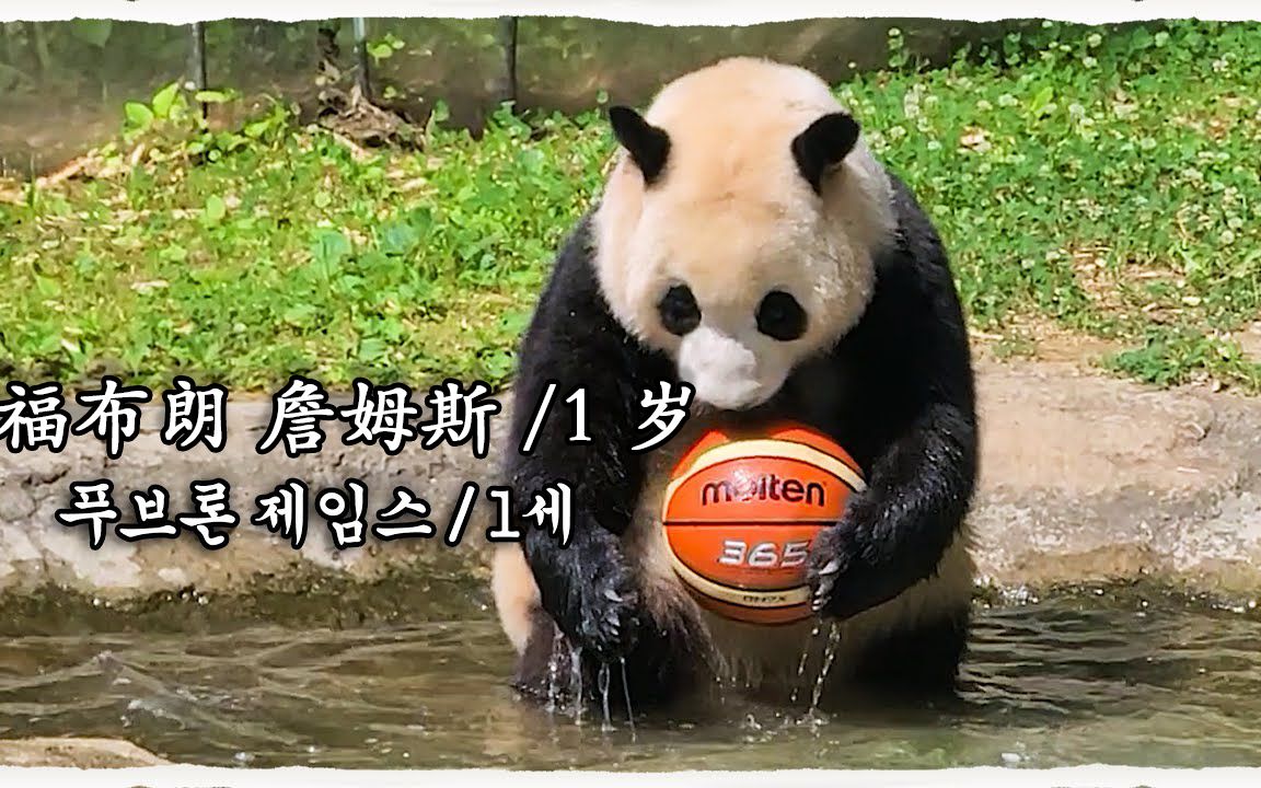 （中字）福宝在水中玩篮球，妈妈能一瞬间把球咬破，玩完水后蹭妈妈，两熊都变成了脏脏包，后来福宝洗澡揭示了为什么她的脸是白的🐼│熊猫一家