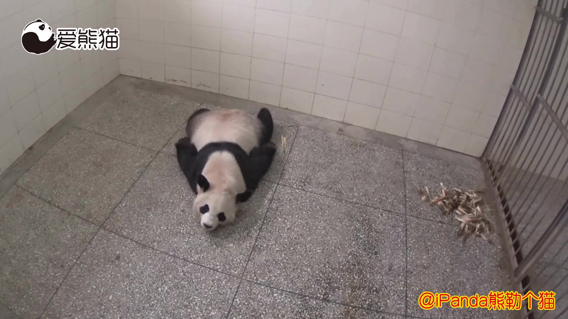 熊猫的睡姿我见多了，这种我还是第一次见