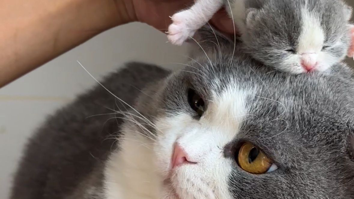 不可思议！我居然养大了一只小小猫！！