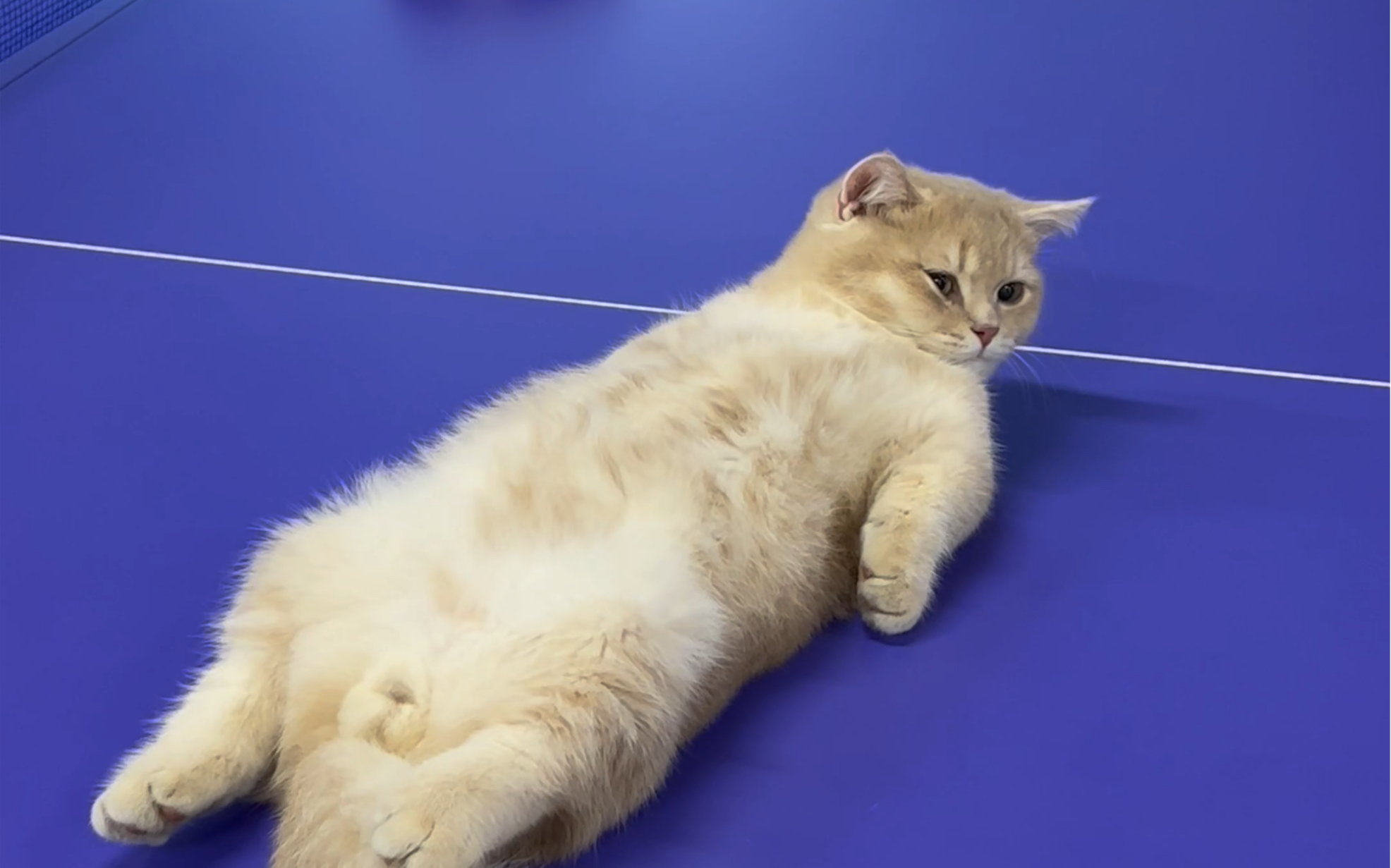 小猫体验一百种职业之乒乓球教练