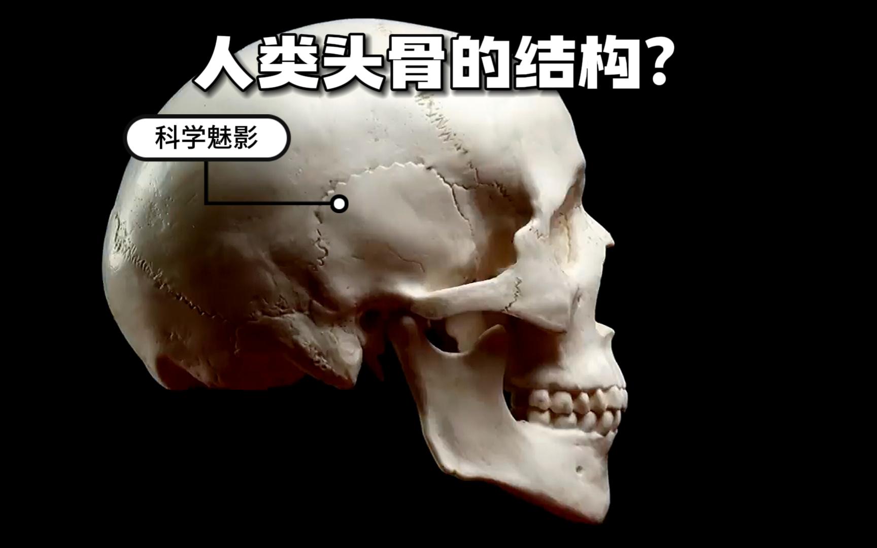 人类头骨组装讲解，原来人类的头骨并不是一个整体！