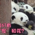 大熊猫--姐姐们有多“宠”和花？