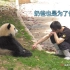 在大熊猫的成长过程中，奶爸奶妈们都有哪些谆谆教导呢？