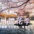 【4K】杭州樱花季，横跨季节延时摄影记录冬去春来的瞬间