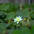 空镜头视频 荷花莲花花朵植物 素材分享