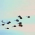 【1080P/国产动画】中国第一部水墨动画片《小蝌蚪找妈妈》 上美（1960）