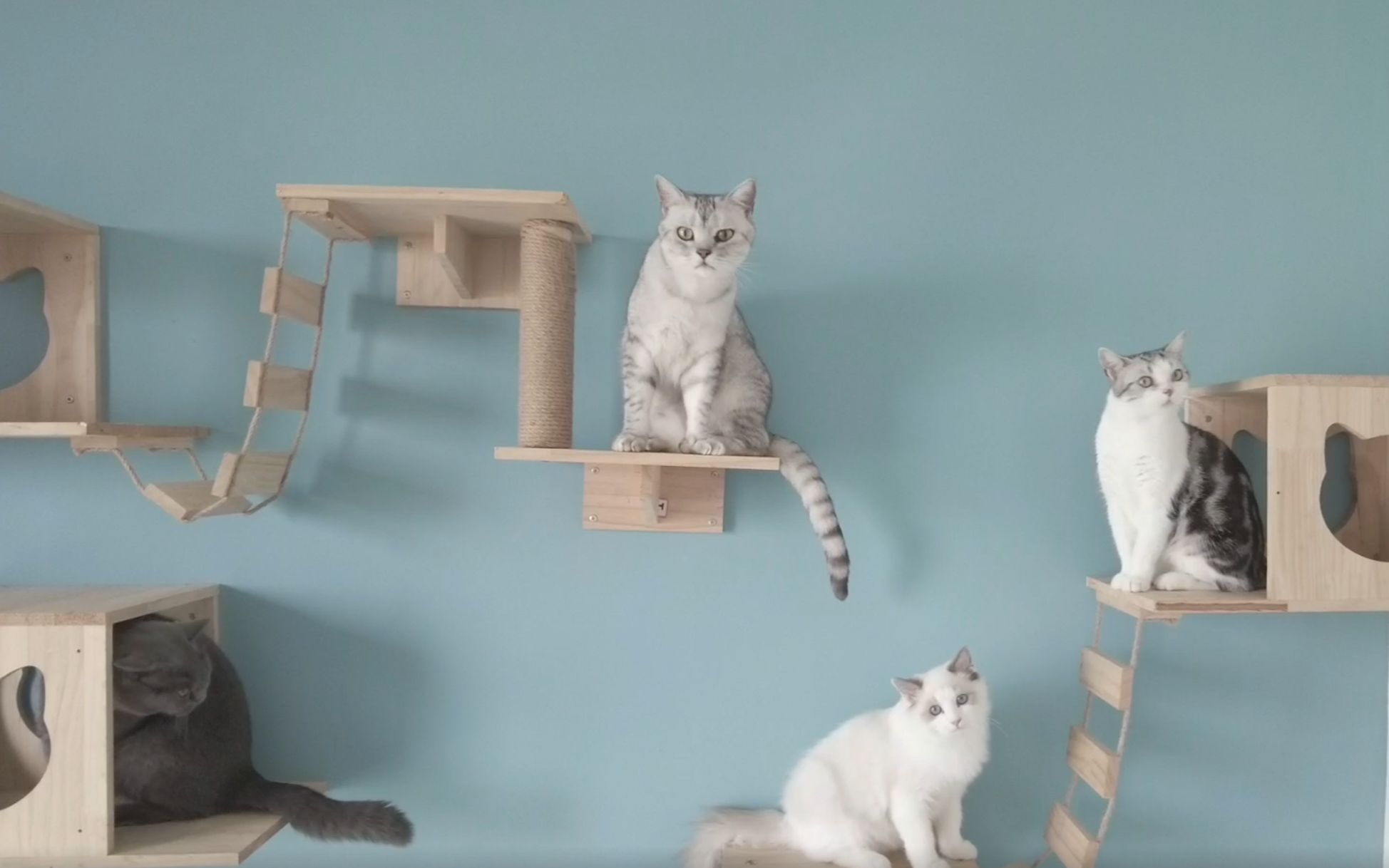 猫爬架上长了4只猫猫果  (*^▽^*)
