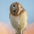 猫头鹰的头真的能转360º吗？