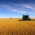加拿大曼尼托巴省燕麦采收季，农民开联合收割机收获千亩谷物
