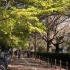 东京国立一桥大学4月景色