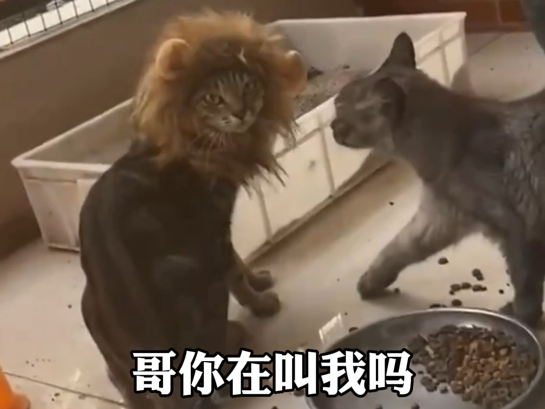 有皮肤的就是不一样！#搞笑视频