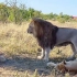 狮子“苏丹”：为什么母狮子都不喜欢我
