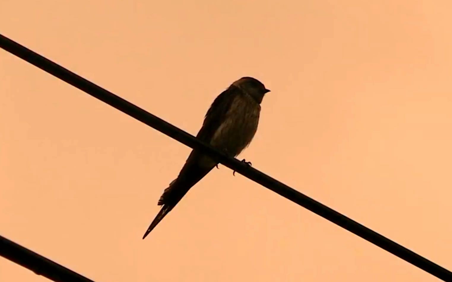 【主题空镜】鸟与电线杆相关 | 户外场景【持更】