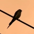 【主题空镜】鸟与电线杆相关 | 户外场景【持更】