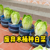 教你用废弃水桶在家种植白菜，方法简单易学，创意十足