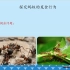 探究蚂蚁的觅食行为