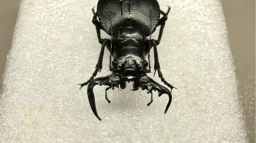 大王虎甲！来自坦桑尼亚的陆地食肉暴君，大颚的线条非常有张力