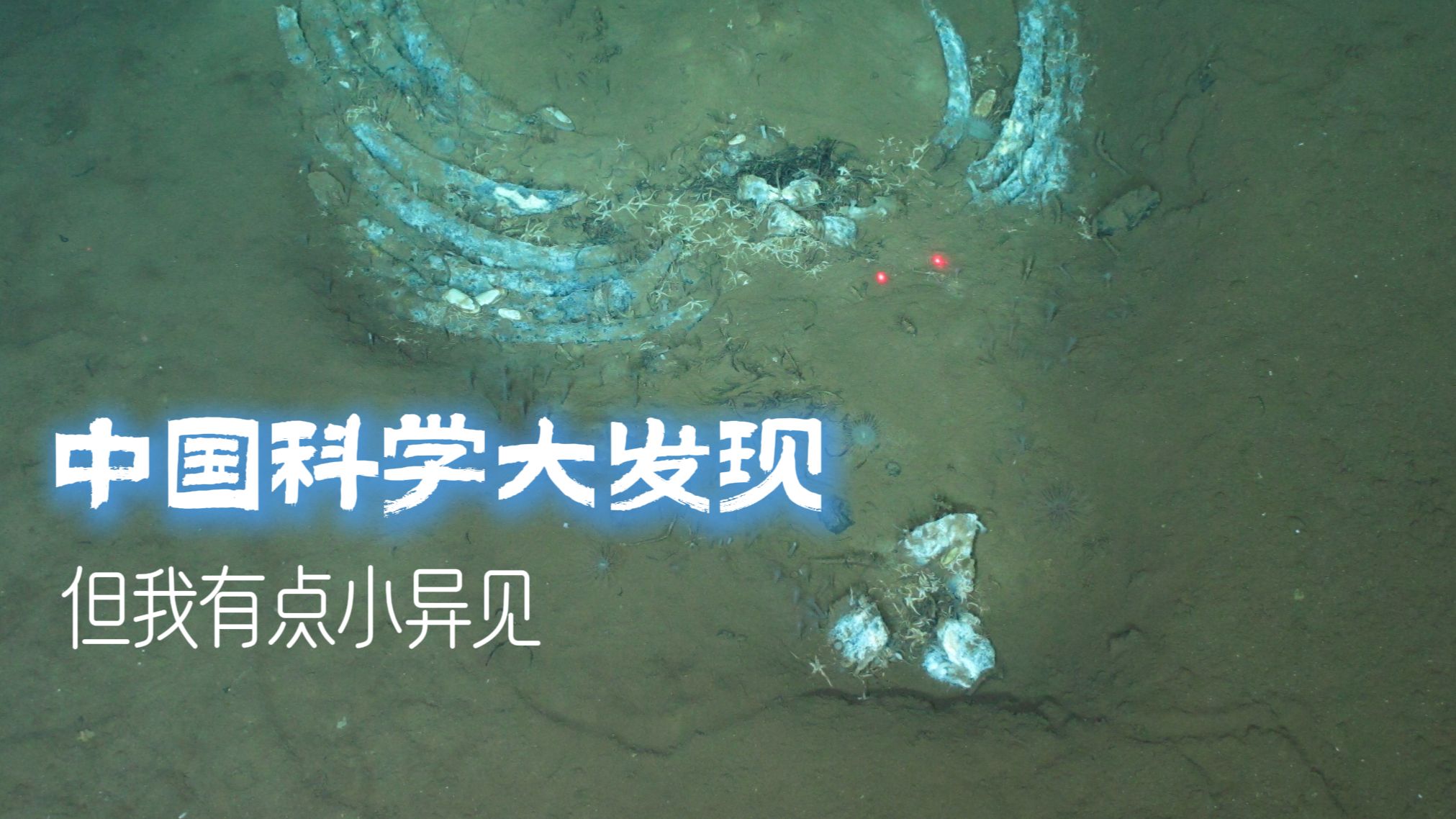 中国科学大发现，但我有点小异见……【野朋友短讯22】