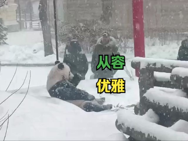 逐渐俄化!旅俄大熊猫在大雪中优雅吃竹子哔哩哔哩bilibili