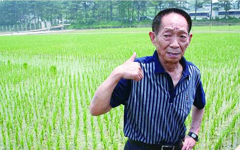 袁隆平：我们的海水稻能养活8000万人，新疆都能种!