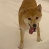 小狗入住酒店的仪式