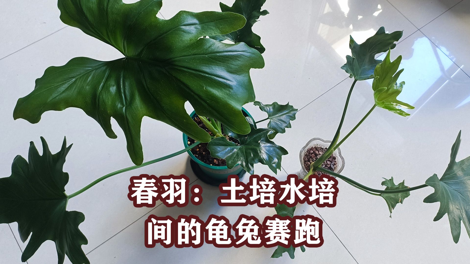 春羽：土培 vs 水培，110天的生长差异有多大？