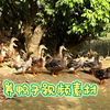 农村家禽散养 鸭子和鹅的养殖 鸭子鹅的视频素材 vlog素材